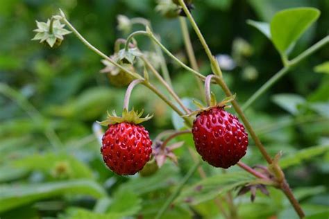 60 Kostenlose Früchte Walderdbeere Und Walderdbeere Bilder