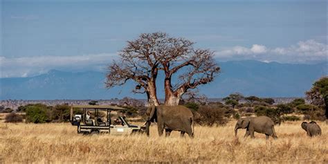 Tarangire National Park - Whoop Safaris