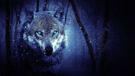 Wolf Blue Eyes Wallpapers - Wolf-Wallpapers.pro