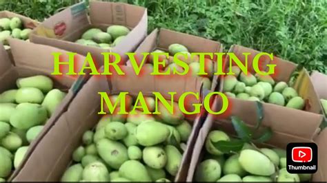 Mangoes Harvesting Time Youtube