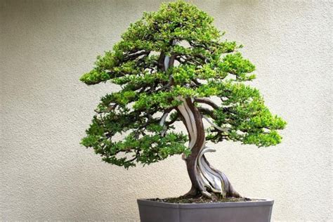 Juniper Bonsai Tree: Optimal Indoor Care - Indoor Plants For Beginners