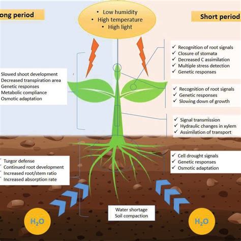 Pdf How Abiotic Stress Conditions Affects Plant Roots