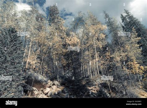 Dreamlike Surreal Forest Landscape Stock Photo Alamy