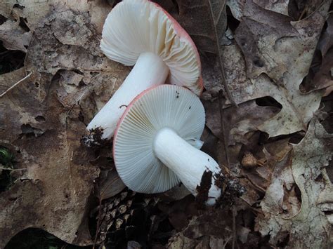 R Sula Em Tica Russula Silvestris Picture Mushroom