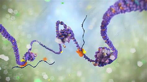 mitotic phase background images hd pictures  wallpaper