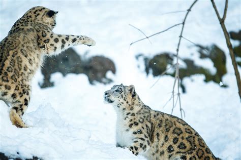 Snow leopards - WildlifeMoments.de