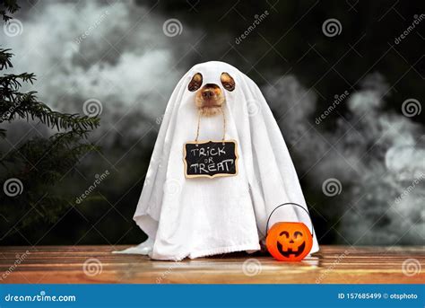 Funny Dog In Ghost Costume Posing For Halloween Stock Image Image Of