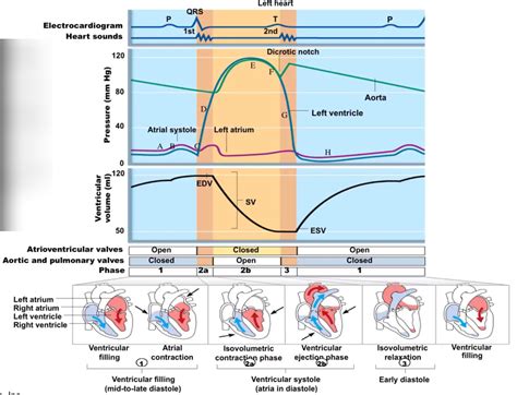 Cardiac Cycle Graphic Diagram Quizlet