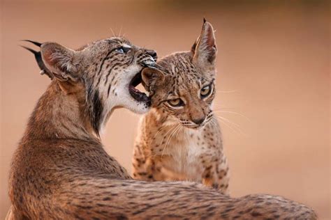 Casi 1400 linces campean ya en la Península Ibérica WWF España