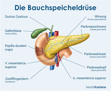 Bauchspeicheldrüse Funktion und Aufgaben Medi Karriere