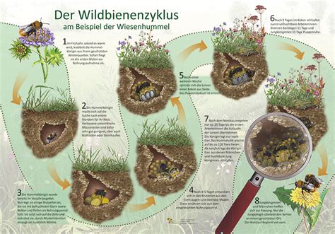 Der Wildbienenzyklus Kologie Lehrtafeln Natur Im Bild Lehrtafeln