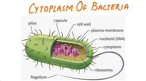 Inclusions In Bacteria