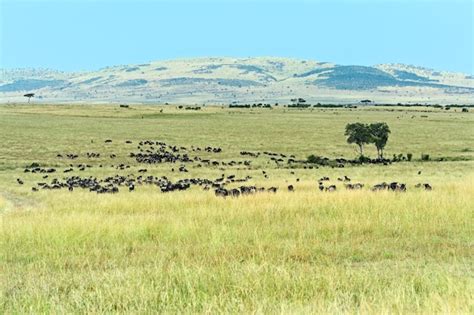 Premium Photo Great Migration Of Wildebeest In Masai Mara