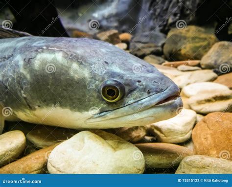 Underwater View Of A Spotted Cobra Snakehead Fish Channa Marulius