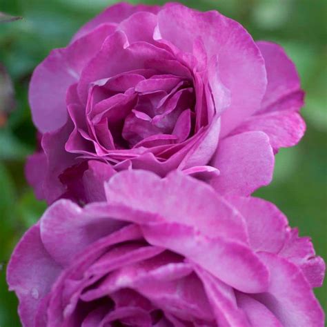 Spring Hill Nurseries Heirloom Hybrid Tea Rose Dormant Bare Root Plant