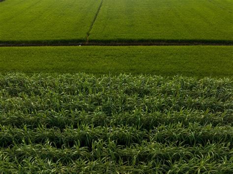 Vista aérea de las plantas de caña de azúcar que crecen en el campo