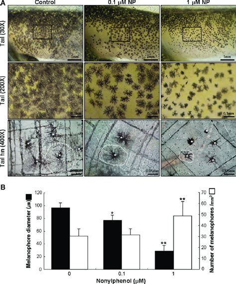 Effects of nonylphenol on the development of melanophores in B ...