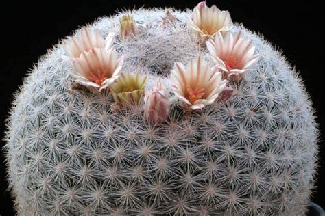 TODO Sobre El Cactus Mammillaria Candida Como Son Cuidados Etc