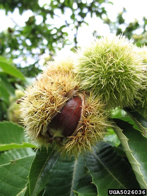 Castanea Sativa Spanish Chestnut Go Botany