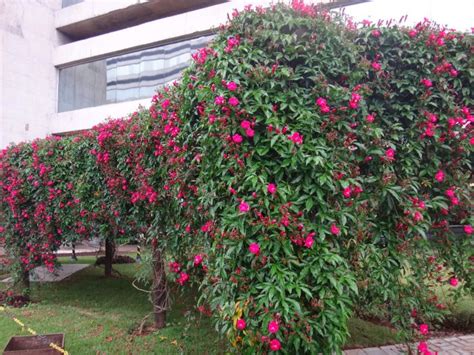 IPOMÉIA RUBRA Ipomoea horsfalliae