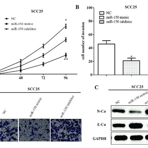 MiR 150 Suppressed Cell Viability Invasion And The EMT A MiR 150