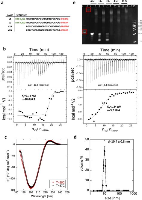 Structural Characterization Of Peptide SiRNA Complex A Peptide