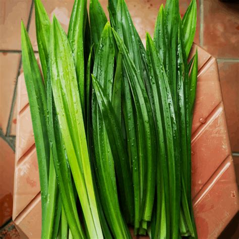 How To Grow Pandan At Home A Comprehensive Guide About Care And