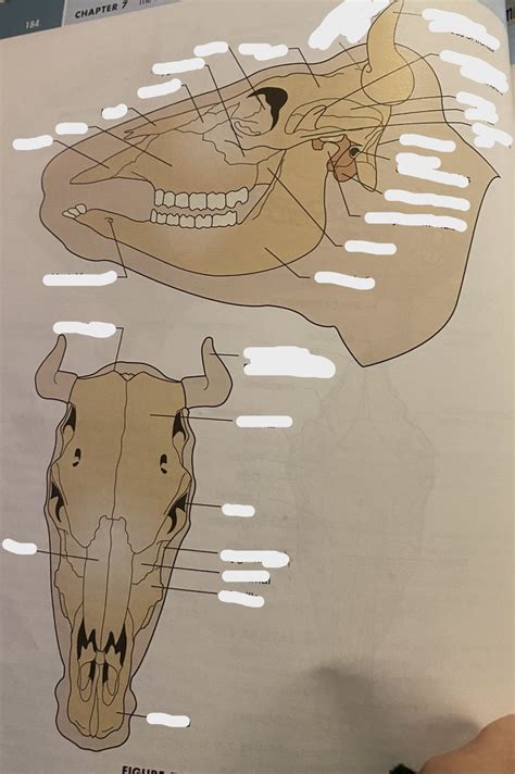 cow skull Diagram | Quizlet