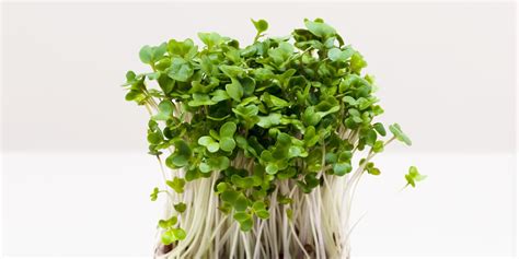 Broccoli Sprouts All You Need To Know Instacart Guide To Fresh Produce