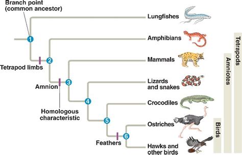 Evolutionary Tree Html 22 19treethinkinginfo L 