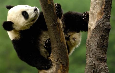 Panda In China Symbol Of What It Is Panda Symbol Of What Country And