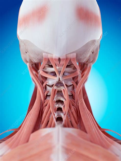 Human Neck Muscles Stock Image F0158230 Science Photo Library