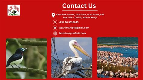 Ppt Bird Watching Safari Tours Kenya Powerpoint Presentation Free