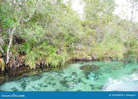 Weeki Wachee Springs State Park Stock Photo Image Of Gorgeous Beauty