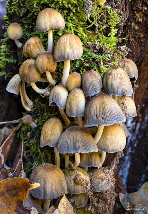 Coprinopsis