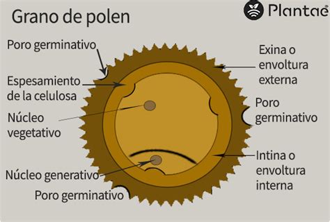 El Polen Y Su Producci N