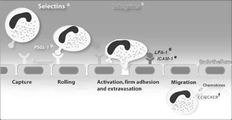 Leukocyte Recruitment Cascade The Multistep Recruitment Cascade Is Download Scientific Diagram