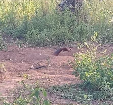 Corpo Encontrado Em Cova Rasa Em Coruripe Alagoas Horas L Der