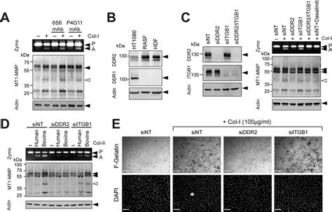 Ddr2 But Not Integrins Mediates Collagen Signaling To Activate Mt1 Mmp