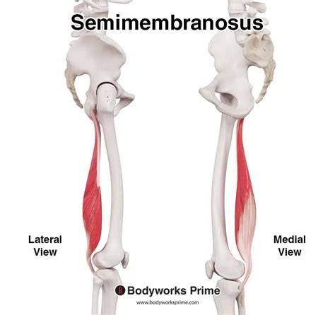 Semimembranosus Muscle Anatomy - Bodyworks Prime