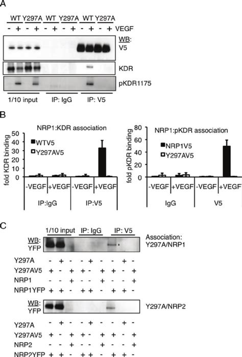 Vegf A 165 Binding To Nrp1 Is Essential For Ligand Dependent Complex