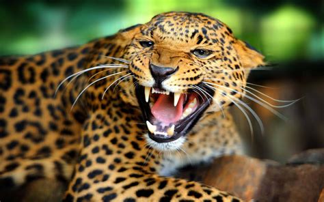 Leopard With Sharp Teeth - 3840x2400 - Download HD Wallpaper - WallpaperTip