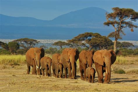 Photo About Herd Of Elephants Walking From The Plain To The Swamp In