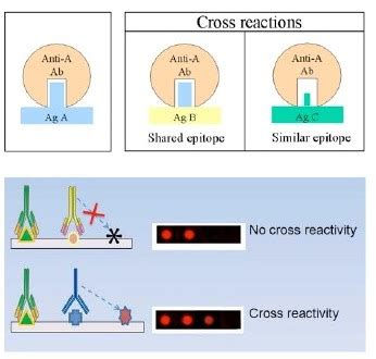 Specificity and cross reactivity of antibodies - pediagenosis