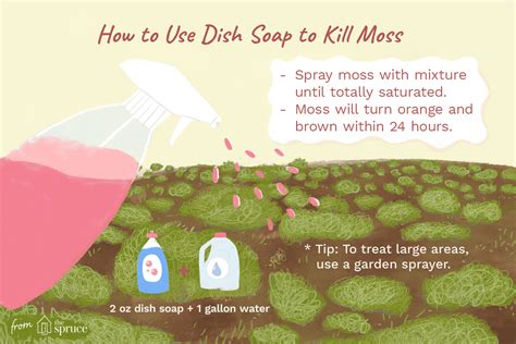 How Dish Soap Can Kill Unwanted Moss In Your Lawn