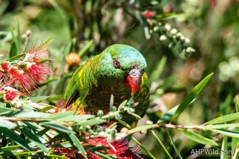 Scaly Breasted Lorikeet Ahp Wild