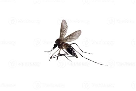 Mosquitoes Isolated On White Background Stock Photo At Vecteezy