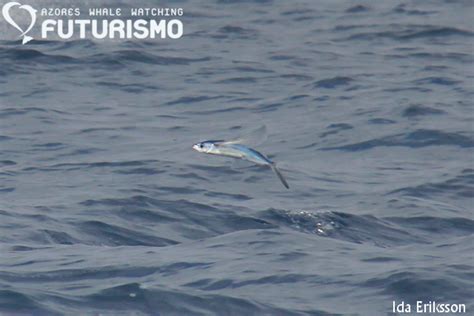 Flying Fish Fact Sheet Azores Whales