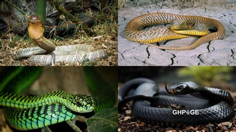 5 deadliest snakes in the world - GhPage