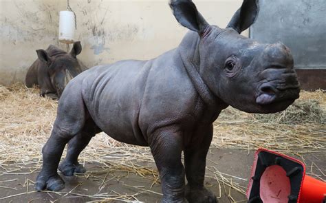 This Video Of A Baby Rhino Getting Excited Over A Bath Is Too Pure